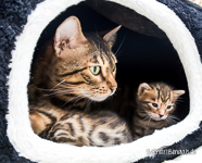 Kitten Bengal